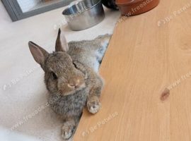 Beautiful Netherland dwarf bunnies