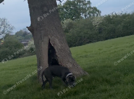 Cane corso male (max)