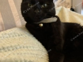 Female Black Cat Cross Ragdoll