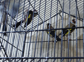 2  pair goldfinchs 2025 for sall and 3 grey goldfinchs 2026 for sale