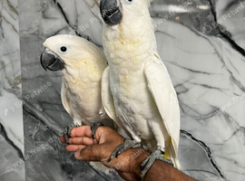 Baby HandReared Friendly Super Tame Cuddly Umbrella Cockatoo