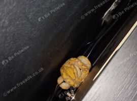 Reticulated tree python