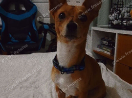 Puppy for sale
