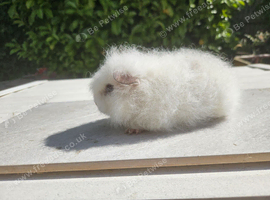 Baby swiss guinea pigs