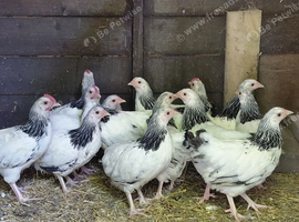 Light Sussex  bantams