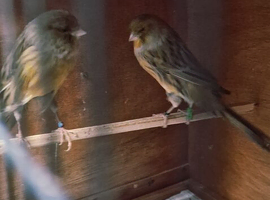 Yorkshire canary for new home