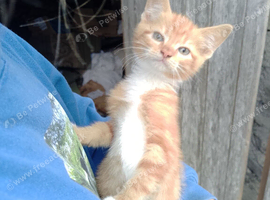 2 male kittens for sale