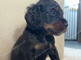 Cockapoo puppies Ready beginning Nov