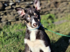 Pomsky f2 x border collie