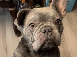 Blue French bulldog male 18 month