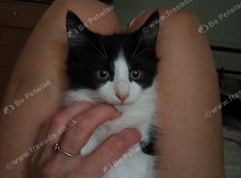 Polydactyl kittens for sale