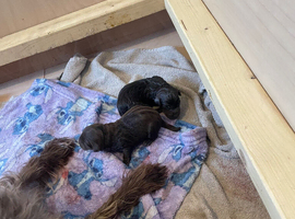 Patterdale terrier cross pups 1 FEMALE LEFT