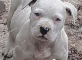 American buldog