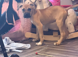 Mastiff &times; Presa Canario