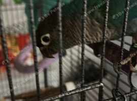 15 weeks and 3 days green cheek conure