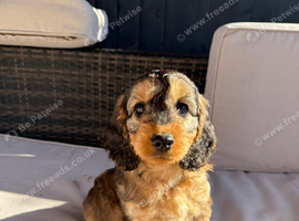 F1 Cockapoo Puppies