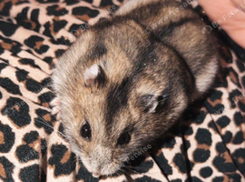 Tame hamster n full setup
