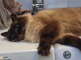 Male Neutered Ragdoll