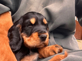 1 stunning boy left