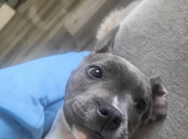 Staffy x