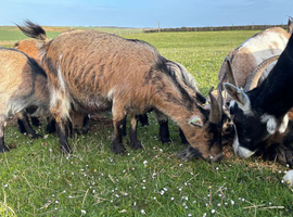 Pure saddleback boar and sow