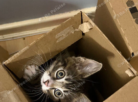 5 kittens ready to leave now
