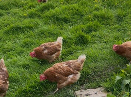 Brown hens