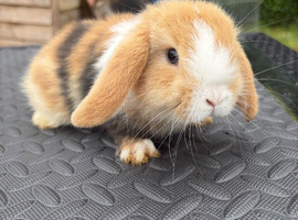 Mini Lop for sale
