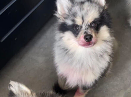 4 pomsky gentlemen