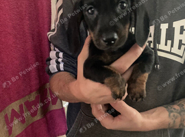 Dachshund puppie Black and Tan