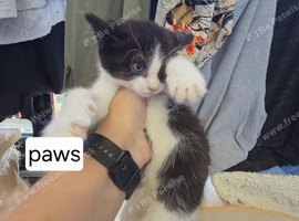 Domestic short haired kittens