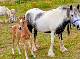 Fell x cob blue and white passport and chipped
