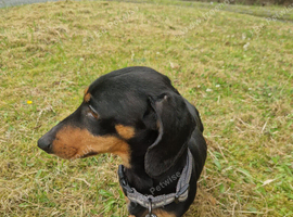 Miniature daschund