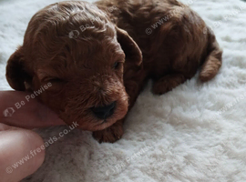 Toy poodle