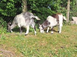 Pygmy hire wanted for my two females