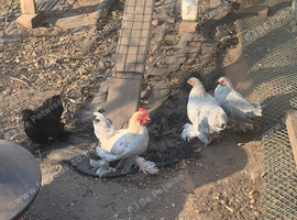 Lavender Pekin bantams
