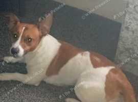 Jack Russell pure breed for stud (proven)