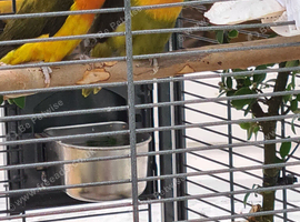 Pair of Fischers Lovebirds