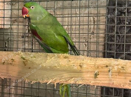 Alexandrine hen