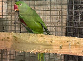 Proven female Alexandrine