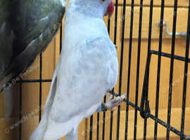 Male and Female indian ring neck