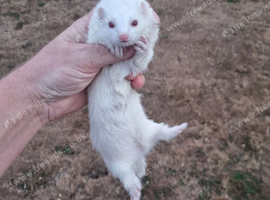 Albino jill micro(possibly pregnant) 200g
