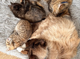 Mixed ragdoll kittens
