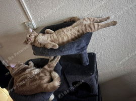 Ginger tabby female looking for forever home