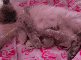 2 x ragdoll kittens
