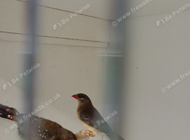 Pair strawberry finches for sale
