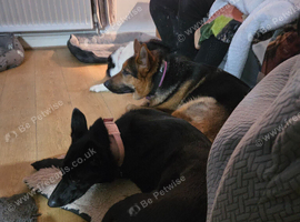 Bear black gsd