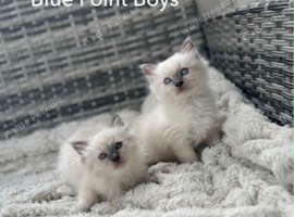 ONLY 2 BEAUTIFUL BOYS LEFT READY TO LEAVE NOW