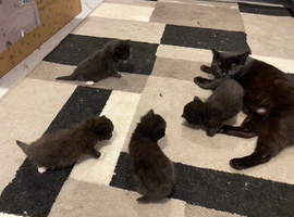 Kittens