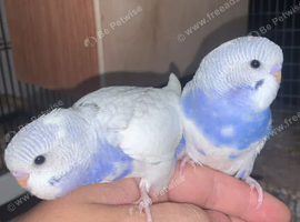 Budgies